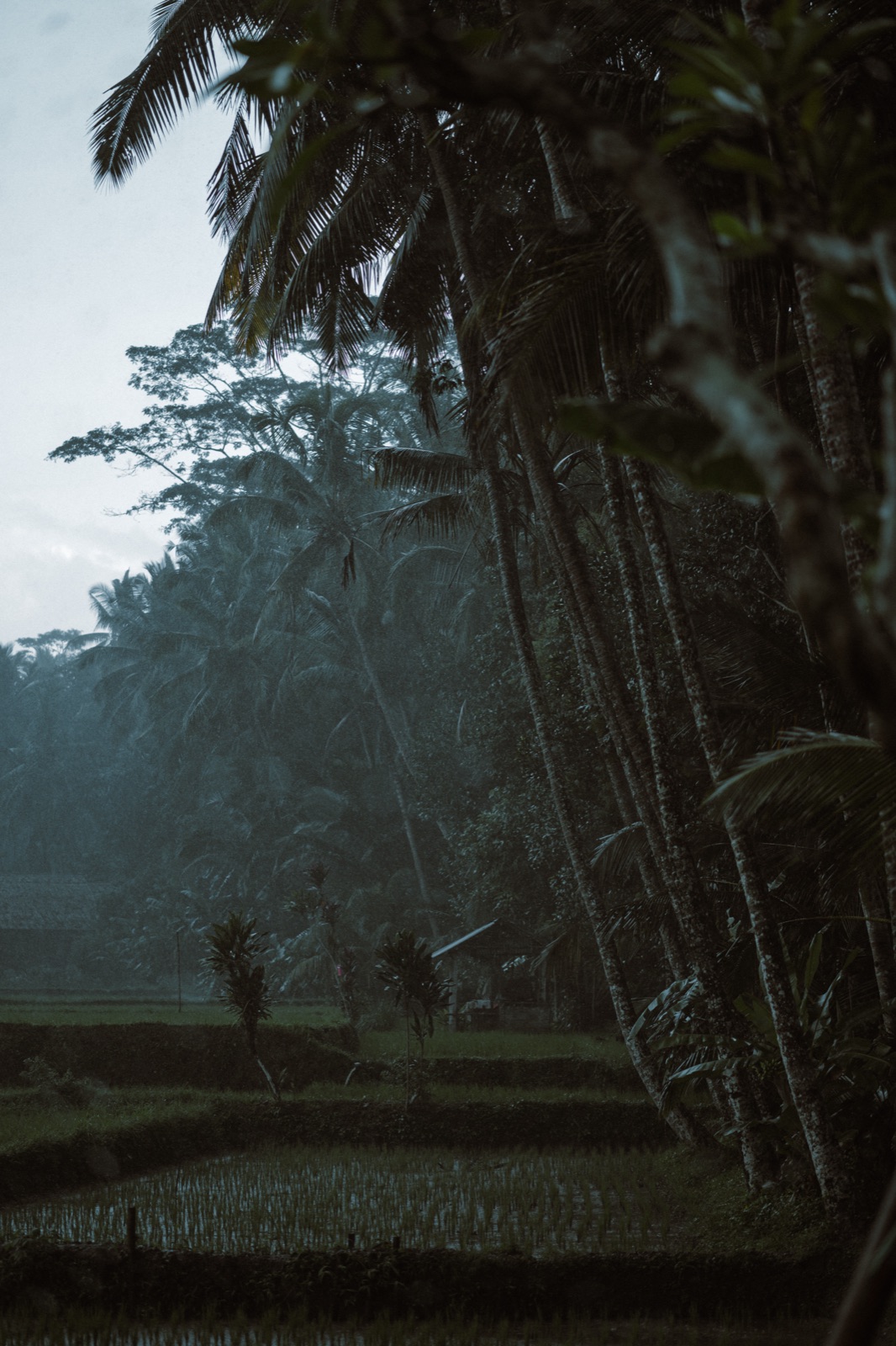 Leidback Studio working on location in Lāhainā, West Maui